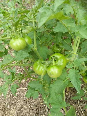 Urban Hijau