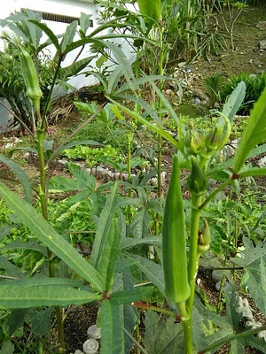 Urban Hijau