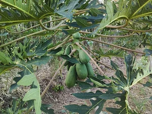 Granja Kokopelli