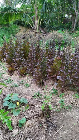 Granja Kokopelli