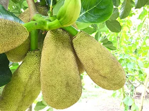 El Retiro Finca Agroecológica