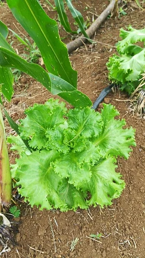 Finca Agroecologica Vivencias Campesinas​