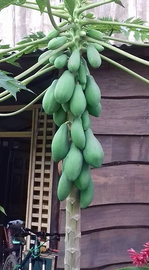 Finca Agroecologica Vivencias Campesinas​