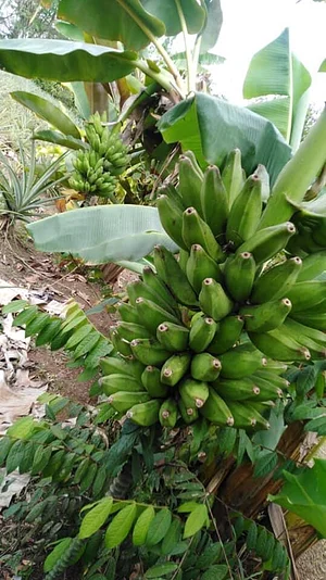Finca Agroecologica Vivencias Campesinas​