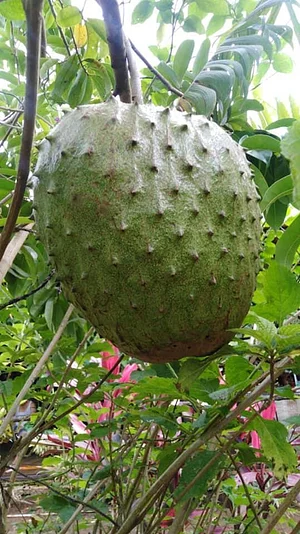 Finca Agroecologica Vivencias Campesinas​