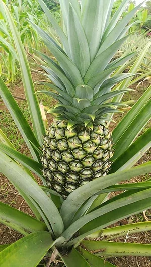 Finca Agroecologica Vivencias Campesinas​
