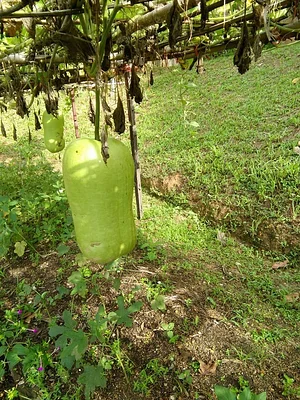 Urban Hijau