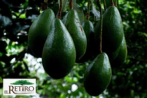 El Retiro Finca Agroecológica