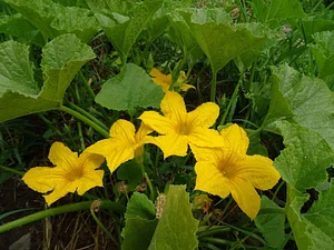Hacia El Sol