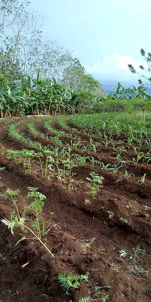 Finca Agroecologica Vivencias Campesinas​