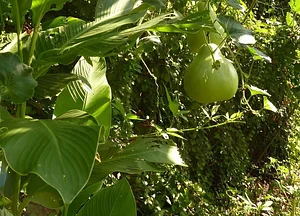 La Ferme de Sourrou
