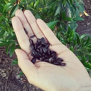 Permacultura, Agroecologia e Educação do Campo