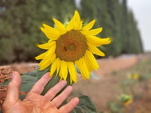 Akal Ferme en Permaculture
