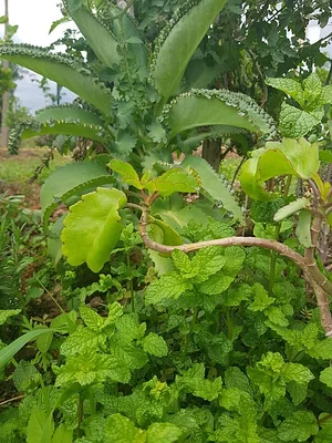 Horta Comunitária do Sudoeste