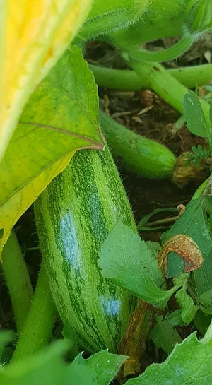Horta Comunitária do Sudoeste