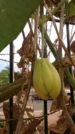 Horta Comunitária do Sudoeste