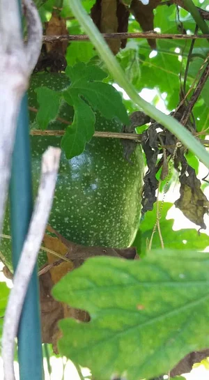 Horta Comunitária do Sudoeste