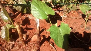 Horta Comunitária do Sudoeste