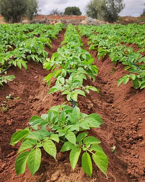 Akal Ferme en Permaculture