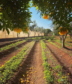 Akal Ferme en Permaculture