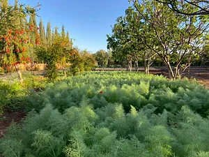 Akal Ferme en Permaculture