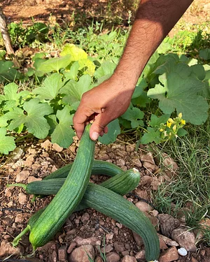 Akal Ferme en Permaculture