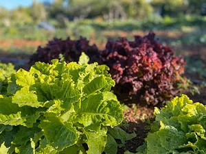 Akal Ferme en Permaculture
