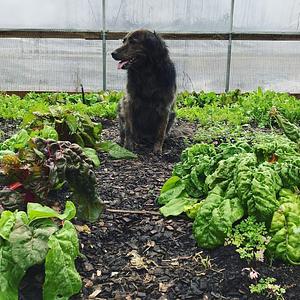 Jody's Farms