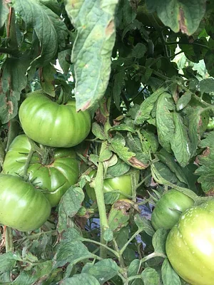 Jody's Farms
