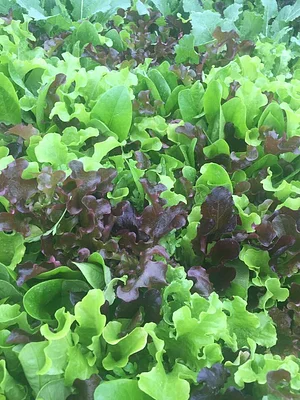 Jody's Farms
