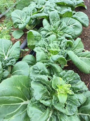 Jody's Farms