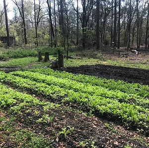 Treehouse Permaculture