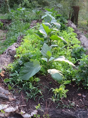 Treehouse Permaculture