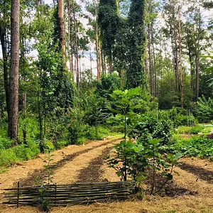 Treehouse Permaculture