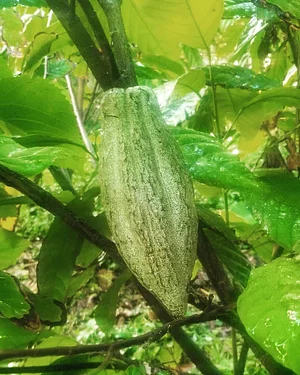 Kolea Farm
