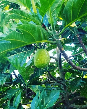 Kolea Farm