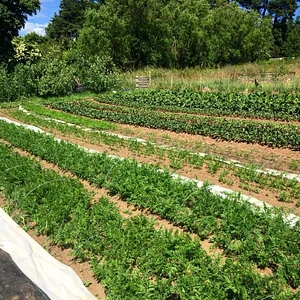 Tap o' Noth Farm