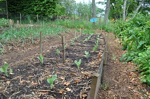 Tap o' Noth Farm