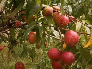 Feria Agroecológica de Córdoba