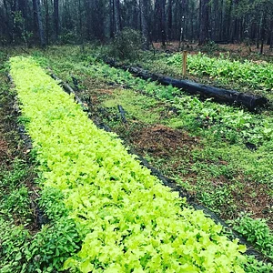 Treehouse Permaculture