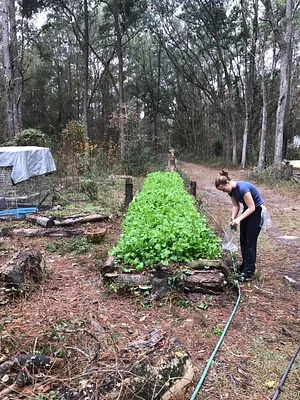 Treehouse Permaculture