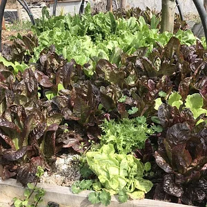 Belentepe Permaculture Practice and Wildlife Farm