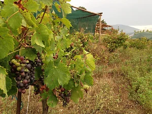 Belentepe Permaculture Practice and Wildlife Farm