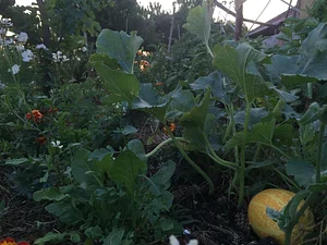 Belentepe Permaculture Practice and Wildlife Farm