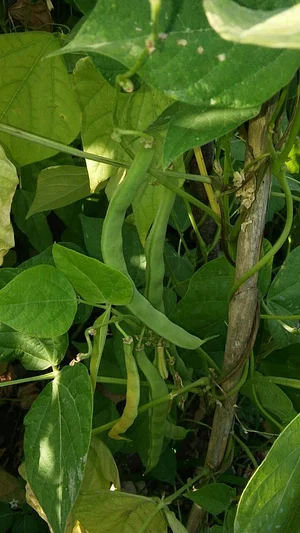 Belentepe Permaculture Practice and Wildlife Farm