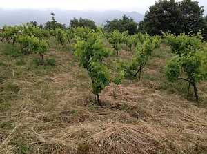 Belentepe Permaculture Practice and Wildlife Farm