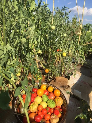 Belentepe Permaculture Practice and Wildlife Farm