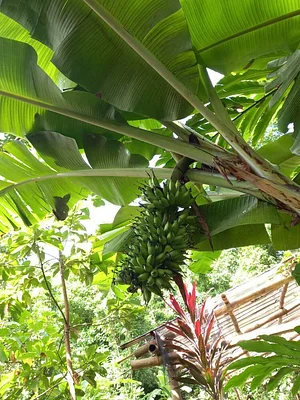 Green Warrior Eco-Farm