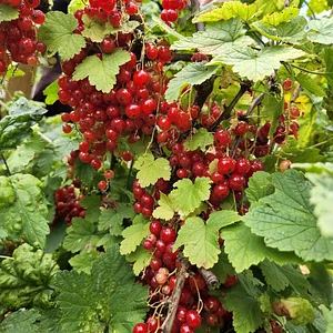 Hildaberry Permaculture Farm & Nursery