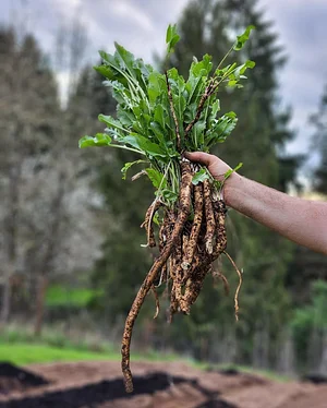 Hildaberry Permaculture Farm & Nursery